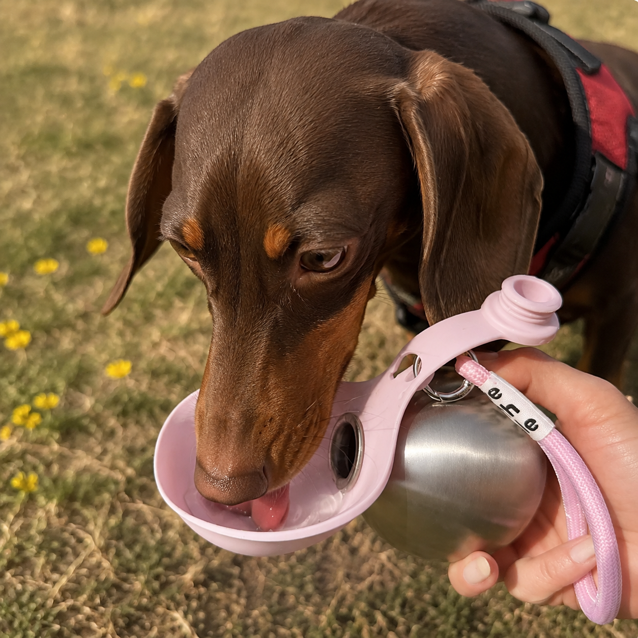 2-in-1 Portable Dog Water Bottle with Foldable Bowl | 285ml