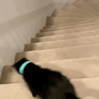Cat wearing smart laser collar